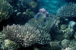 Archipel-des-Comores;-Corail;-Faune-marine;-France;-Kaleidos;-Kaleidos-images;-La-parole-à-limage;-Laurent-Abad;-Mayotte;-Mer;-Océan-Indien;-Plongée;-Poisson-papillon;-Récif-corallien;-Stories-Pictures